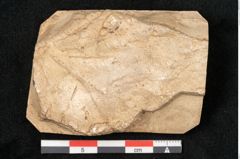 Foto (Detailansicht) von Acer pseudoplatanus L. (NHMW-GEO-2024-0188-11619)